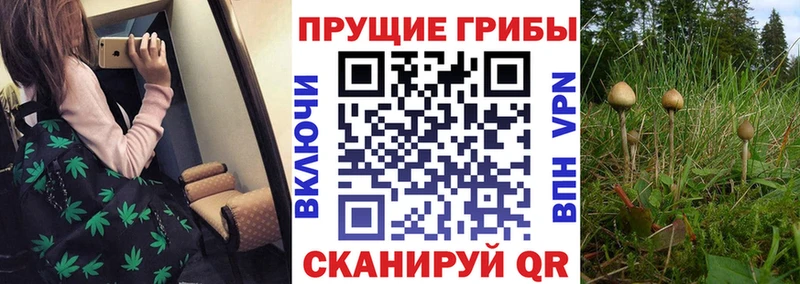Галлюциногенные грибы Psilocybe  Славгород 